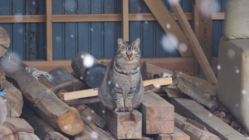 福島原発被災地に未だ残されている猫たちの保護・見守りを！