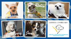 コロナに負けない!!5頭の補助犬を育成するプロジェクト のトップ画像