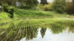 田園風景を残し家族で作った美味しいお米を届けたい のトップ画像