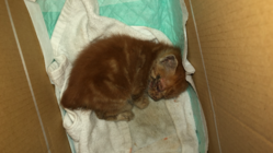 カラスに襲撃され瀕死の状態で保護　後足切断の中一生懸命生きる のトップ画像