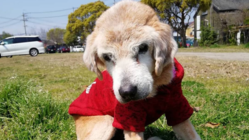 老犬や病気の子に家庭の温もりを！ 最期まで生きられるお家を！ のトップ画像