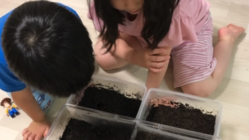 コロナに負けない児童養護施設の子供達へカブトムシを贈りたい！ のトップ画像