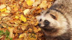 動物の福祉に配慮した「ホントの夜の動物園」を開催したい！ のトップ画像