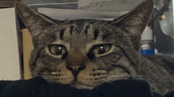 猫伝染性腹膜炎（FIP)の治療費ご支援のお願い のトップ画像