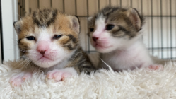 譲渡型保護猫カフェに、新たな施設『保護シェルター』を作りたい のトップ画像