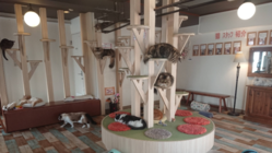 ☆札幌猫カフェ『らぶねこ』にご支援お願いします☆ のトップ画像