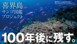 サンゴの“今”を喜界島で記録！100年後に残る図鑑を作りたい のトップ画像