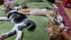 コロナで面会困難。２８匹の仔猫の治療・入院費の支援のお願い！ のトップ画像