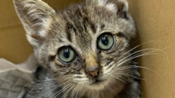 交通事故で右後脚骨折の保護猫の手術費用ご支援ください！ のトップ画像