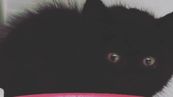 今生きてるのが奇跡の生後一ヶ月の野良の黒猫を助けてください。 のトップ画像