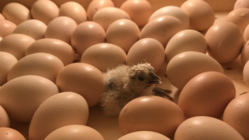 岐阜県から！「純粋種烏骨鶏」を後世に残し稀少な卵を届たい！ のトップ画像