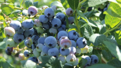 人吉球磨に農福連携の風を のトップ画像