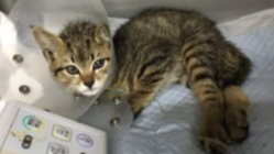 交通事故に遭った生後3ヶ月の子猫を助けたい のトップ画像