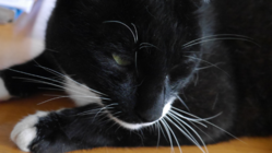 大切な愛猫に白血病と闘う治療を十分に受けさせたい のトップ画像