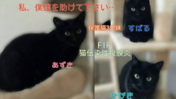 猫伝染性腹膜炎(FIP)を発症した保護猫３兄妹を助けたいです のトップ画像