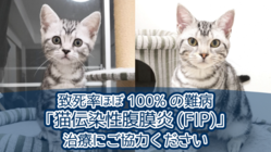 猫伝染性腹膜炎（FIP）治療費のご支援ご協力をお願いします。