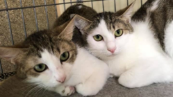 ６０匹の保護猫たちに避妊去勢と感染症対策の手術を！ のトップ画像