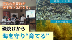 磯焼けで砂漠化する五島列島の海を、魚醤油で守りたい！ のトップ画像