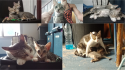 野良猫母ちゃんファミリーを守りたい！ のトップ画像