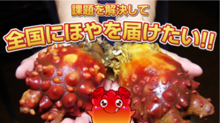 今、ほやの生産が危機的な状況にある、美味しいほやを応援して下さい！ のトップ画像