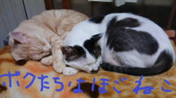 地球の生物との共存 のトップ画像