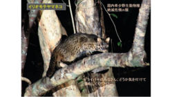 イリオモテヤマネコを“絶滅の危機”から守りたい のトップ画像