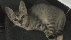 重いドアに挟まれ障害の残ってしまった子猫保護に支援ください！ のトップ画像