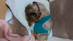 脳梗塞で倒れた父 重度の乳癌のランランへ投薬を続けさせたい のトップ画像