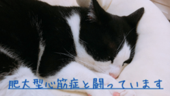 肥大型心筋症と戦う4歳の愛猫ぱんちゃんを助けてください のトップ画像