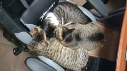 粉砕骨折した保護猫（とら吉）の手術代、治療費をご支援下さい のトップ画像