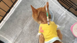 【奇跡の猫】慢性腎不全と闘うちゃちゃまるに生きる光を のトップ画像