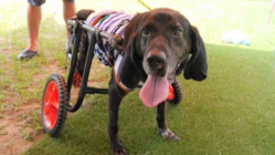 殺処分ゼロを目標に！栃木に犬・猫の保護シェルターを作りたい のトップ画像