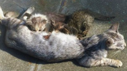 これ以上増やさない～野良猫に避妊去勢手術をし、あたたかい家へ のトップ画像