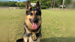 K-9 FAST 警察犬ALE最後の出産～その想いを未来へ～ のトップ画像