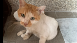 猫エイズ白血病 陽性発症 助けてあげたい！力をかしてください のトップ画像