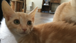 FIP(猫伝染性腹膜炎）を発症した子猫、ナツを助けたい のトップ画像