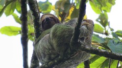 多くの生物が住むコスタリカの自然保護区の森を守りたい のトップ画像