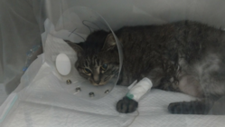 飼い猫いろは治療費 のトップ画像