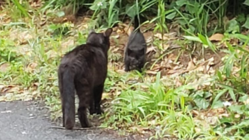 野良猫ちゃんたちの避妊・去勢手術並びに治療費 のトップ画像