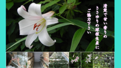 清楚で甘い香りの”ささゆり”の球根生産にご協力下さい のトップ画像
