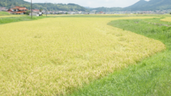 新米買ってください！コロナで売上減！ のトップ画像