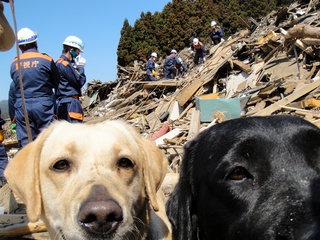 愛犬を災害救助犬・訪問活動犬にするための訓練場を整備したい！ のトップ画像