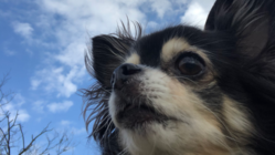 僧帽弁閉鎖不全症のこはるをまた元気に！手術費用のご協力お願い のトップ画像