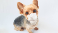 コロナでペットホテル経営の継続危機を助けて下さい。 のトップ画像