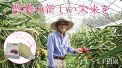 鹿児島発！キングドラゴンフルーツで作るオーガニック石鹸 のトップ画像