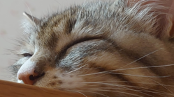 保護猫の避妊去勢手術費用 のトップ画像