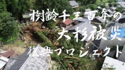 【令和2年7月豪雨】樹齢1300年の大杉被災復興プロジェクト のトップ画像