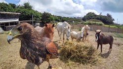 琉球開闢稲作の聖地♡南城市百名に子供達の笑顔輝く愛馬☆鷹の里造り！ のトップ画像
