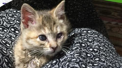 野良猫が病気にならないように予防を広めたい！！ のトップ画像