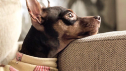 保護犬を幸せわんこに。 重度の心臓病が見つかった愛犬の手術をしたい のトップ画像